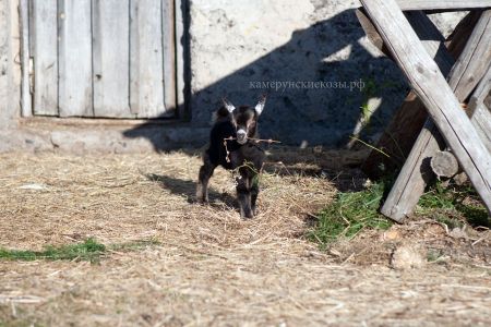 камерунский-козленок-Лютер (5).jpg