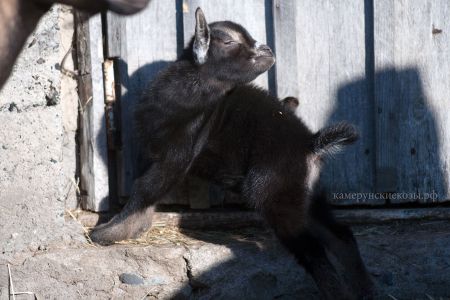 камерунский-козленок-Лютер (1).jpg